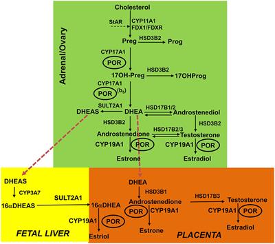 Altered CYP19A1 and CYP3A4 Activities Due to Mutations A115V, T142A, Q153R and P284L in the Human P450 Oxidoreductase